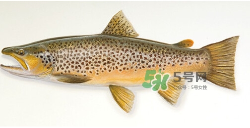 鱒魚可以生吃嗎？鱒魚是海魚還是淡水魚