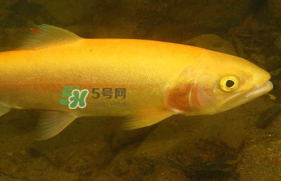 金鱒魚清蒸為什么變黑？食用金鱒魚有什么好處