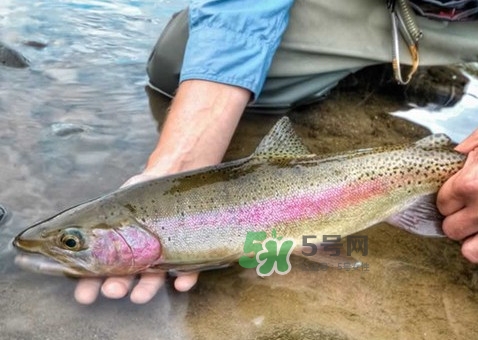 鱒魚可以生吃嗎？鱒魚是海魚還是淡水魚