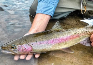 鱒魚可以生吃嗎？鱒魚是海魚還是淡水魚
