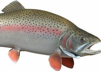 鱒魚是三文魚嗎？鱒魚是什么魚