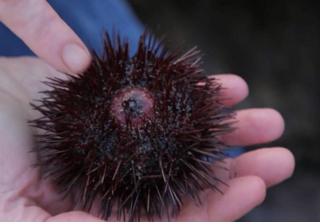 活海膽怎么殺？海膽怎么開(kāi)殼？