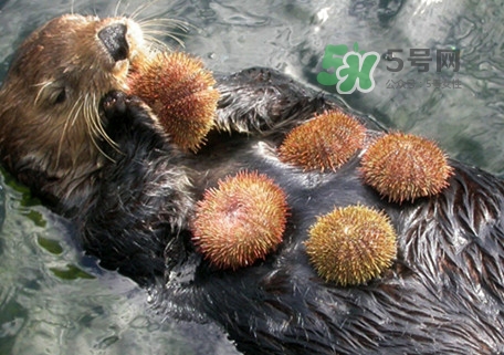 海膽是什么東西？海膽是動(dòng)物還是植物？
