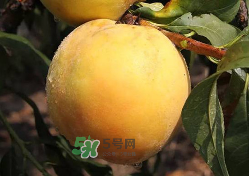 錦繡黃桃多少錢一斤？錦繡黃桃好吃嗎？