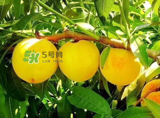 黃桃可以空腹吃嗎？空腹可以吃黃桃嗎？