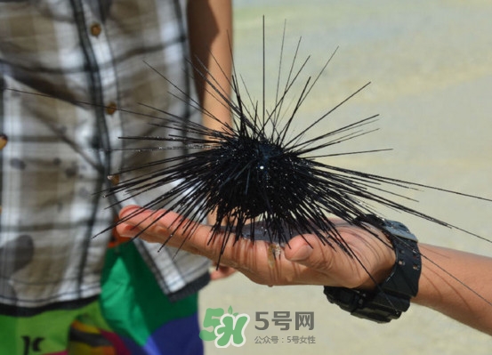 海膽是發(fā)物嗎？海膽是寒性的嗎
