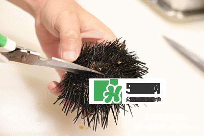 海膽怎么處理？海膽可以生吃嗎？