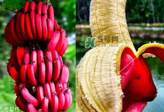 紅皮香蕉是轉(zhuǎn)基因的嗎？紅皮香蕉和一般香蕉的區(qū)別