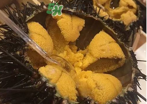 冷凍海膽黃化了能吃嗎？海膽吃多了會怎樣