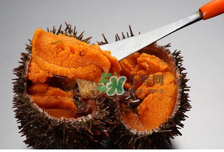 冷凍海膽黃化了能吃嗎？海膽吃多了會怎樣