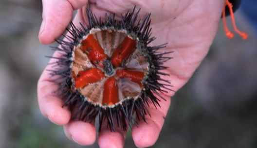 活海膽怎么殺？海膽怎么開(kāi)殼？