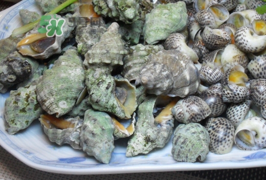 海螺怎么做好吃？海螺怎么清洗干凈