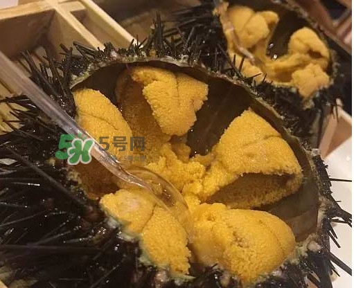 海膽貴嗎？海膽多少錢一斤？