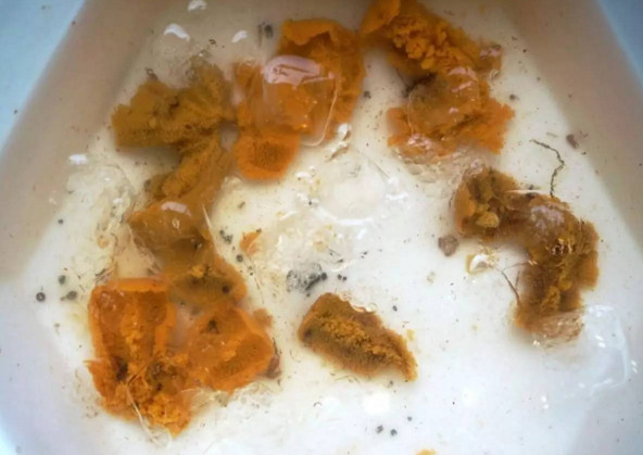 活海膽怎么殺？海膽怎么開(kāi)殼？