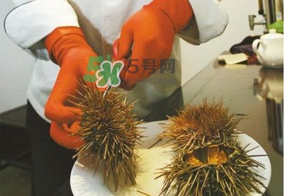 海膽是發(fā)物嗎？海膽是寒性的嗎