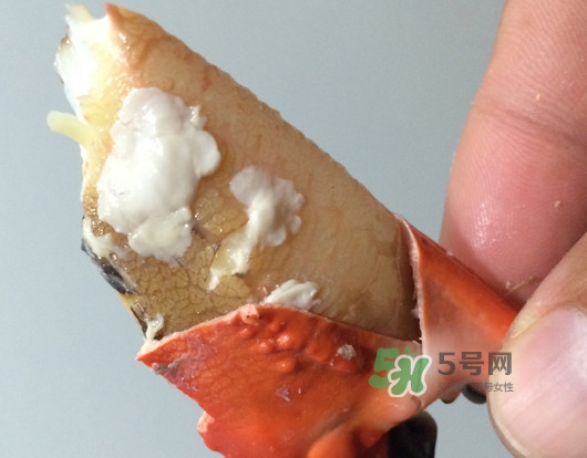 赤甲紅有母蟹嗎？赤甲紅為什么沒有母蟹？