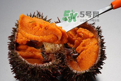 海膽怎么處理？海膽可以生吃嗎？