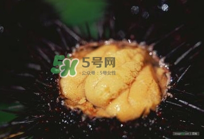 海膽是什么味道？海膽有什么營養(yǎng)價值