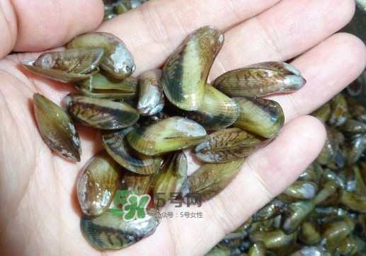 薄殼米是什么？薄殼怎么炒好吃？