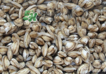 海瓜子煮多久能熟？海瓜子為什么放在水里殼不張開