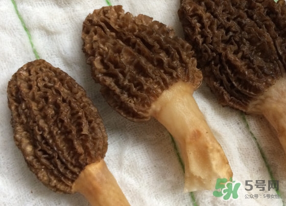 羊肚菌什么時(shí)候采摘？羊肚菌什么季節(jié)有