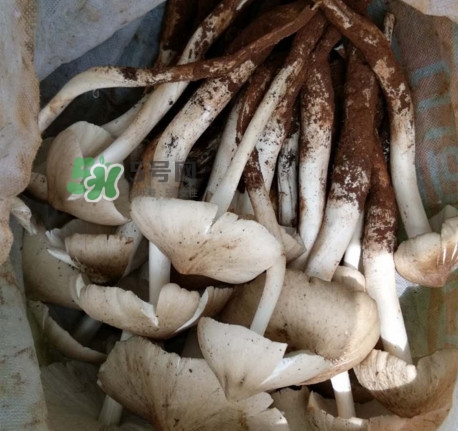 雞樅菌什么時候有？雞樅菌生長在什么地方