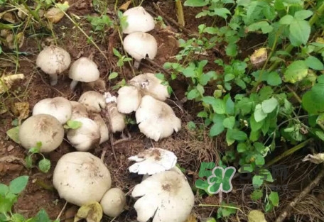 雞樅菌可以人工種植嗎？怎么人工種植雞樅菌