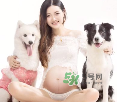 狗對(duì)孕婦的危害有哪些？狗對(duì)孕婦有影響嗎？