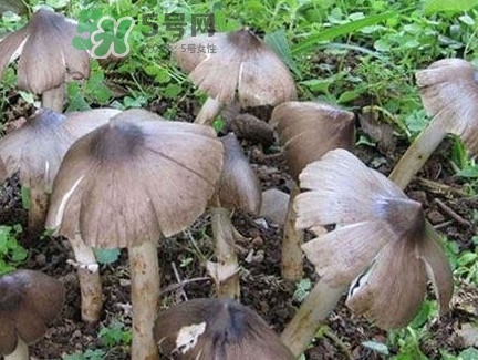 雞樅菌為什么那么貴？雞樅菌為什么離不開白螞蟻