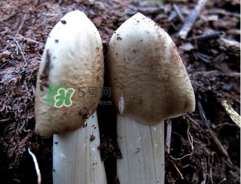 雞樅菌怎么保存？雞樅菌可以放冰箱嗎？
