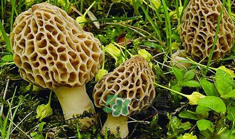 羊肚菌生長(zhǎng)在什么地方？羊肚菌同什么煲湯最好