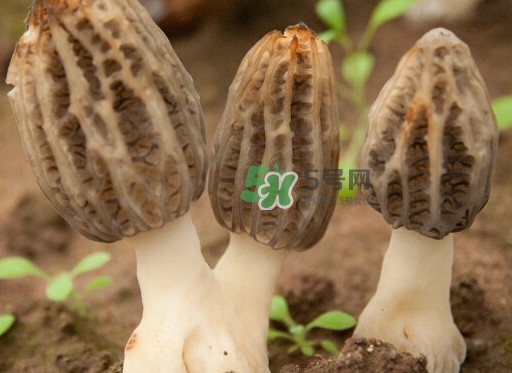 生了蟲的羊肚菌能吃嗎？羊肚菌長蟲子怎么辦？