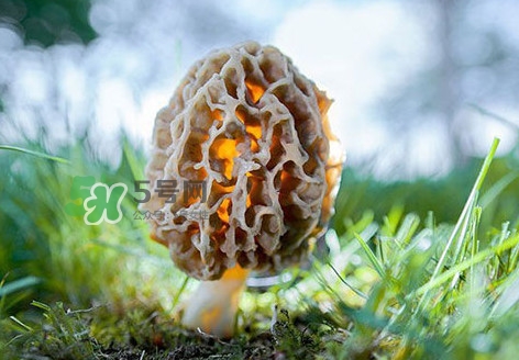 羊肚菌怎么清洗？羊肚菌怎么保存