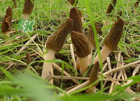 如何識(shí)別羊肚菌真假？買(mǎi)羊肚菌怎么挑選