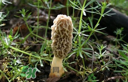 如何識(shí)別羊肚菌真假？買(mǎi)羊肚菌怎么挑選
