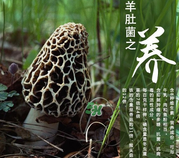 如何識(shí)別羊肚菌真假？買(mǎi)羊肚菌怎么挑選