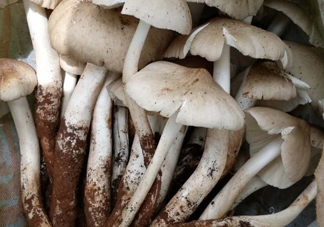 雞樅菌什么時(shí)候有？雞樅菌生長(zhǎng)在什么地方