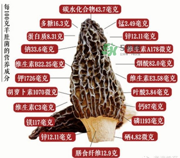 野生羊肚菌多少錢一斤？干羊肚菌多少錢一斤