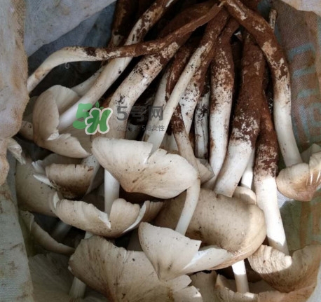 雞樅菌可以人工種植嗎？怎么人工種植雞樅菌