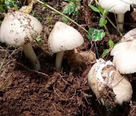 雞樅菌怎么保存？雞樅菌可以放冰箱嗎？
