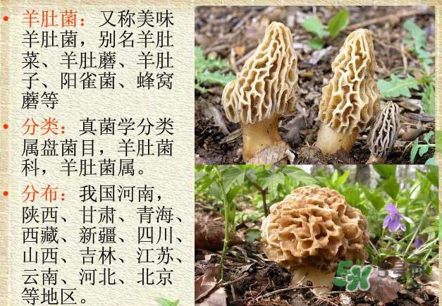 生了蟲的羊肚菌能吃嗎？羊肚菌長蟲子怎么辦？