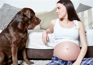 狗對(duì)孕婦的危害有哪些？狗對(duì)孕婦有影響嗎？
