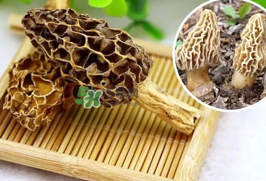 羊肚菌怎么清洗？羊肚菌怎么保存
