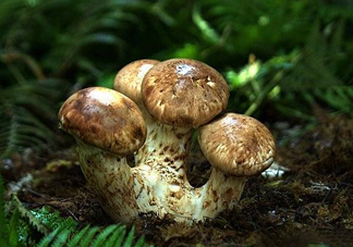干松茸多少錢一斤？野生松茸多少錢一斤？