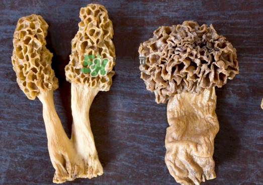 羊肚菌有假的嗎？野生羊肚菌有幾種？