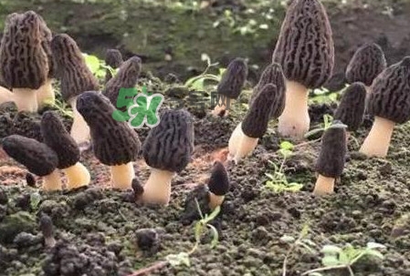 羊肚菌種植是不是騙局？羊肚菌的種植技術(shù)