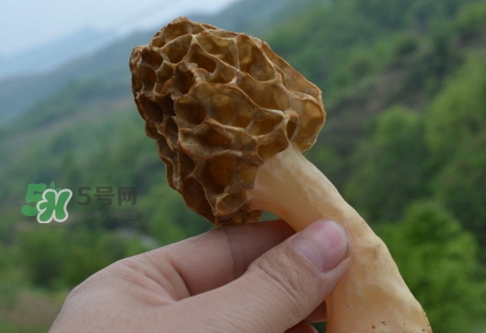 羊肚菌可以泡水喝嗎？羊肚菌可以燉鴿子嗎