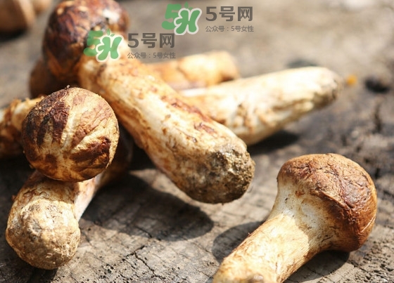 干松茸多少錢(qián)一斤？野生松茸多少錢(qián)一斤？