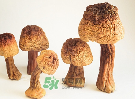松茸是發(fā)物嗎？松茸是熱性還是涼性？