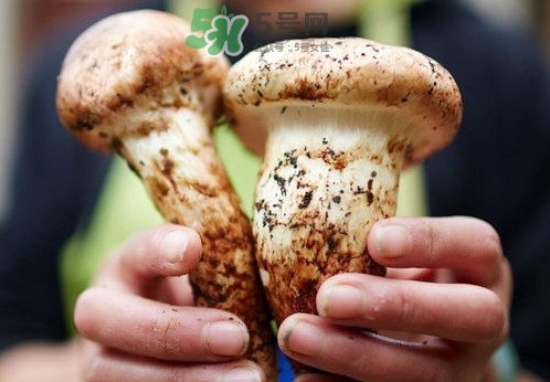 松茸什么時(shí)候吃最好？松茸什么季節(jié)有